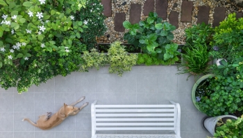 Things to consider when creating a pet-friendly garden